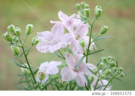 ピンクのデルフィニウム20220501 109851572