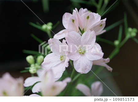 ピンクのデルフィニウム20220502 ピンクのデルフィニウム20220502 109851573