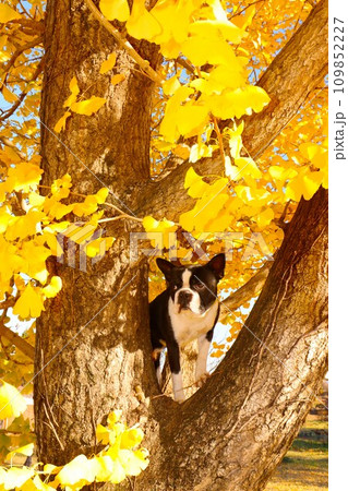 毛呂山町の美しい銀杏の木の上から里山を眺めるボストンテリアのマイティ君♡ 毛呂山町の美しい銀杏の木の上から里山を眺めるボストンテリアのマイティ君♡ 109852227