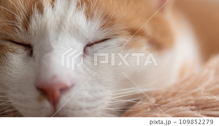 眠る猫　茶トラ白 109852279