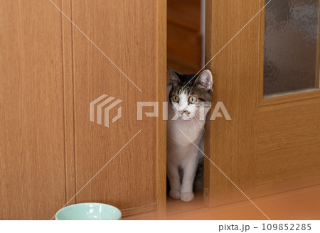 ドアの隙間から覗きこむ猫　キジトラ猫 109852285
