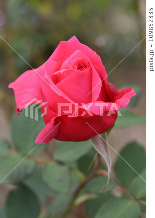 バラ（エレクトロン） 109852335