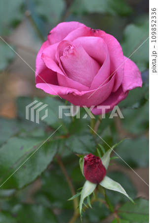 バラ（ショッキング・ブルー） 109852336