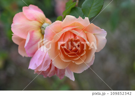 バラ（ポール・ボキューズ） 109852342