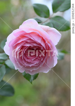 バラ（ジェームズ・ギャルウェイ） 109852344