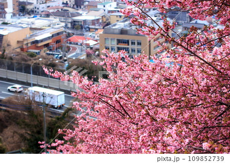 河津桜咲く高台から望む、街並み 109852739