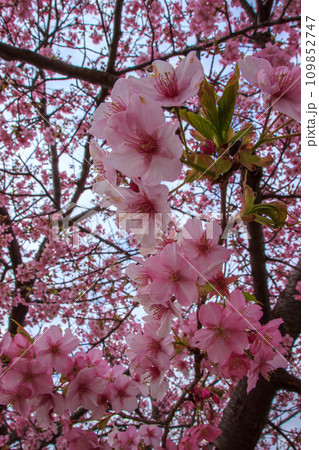 河津桜咲く高台から望む、街並み 河津桜咲く高台から望む、街並み 109852747