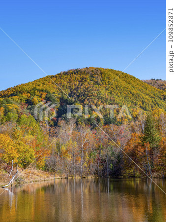 秋の乗鞍高原(2023年) 秋の乗鞍高原(2023年) 109852871