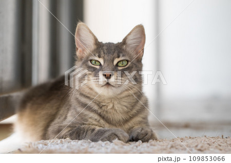 Happy cat pet indoor portrait 109853066