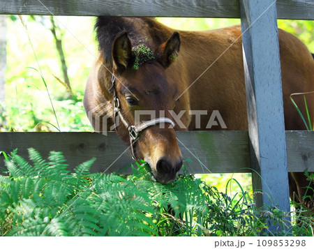 初秋の木曽馬の里 牧草を食む木曽馬 初秋の木曽馬の里 牧草を食む木曽馬 109853298