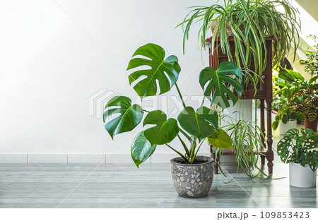 Monstera, chlorophytum and other indoors plants in the room with light walls, indoor garden concept 109853423