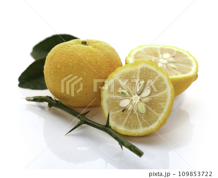 柚子 ( 白バック ) 柚子 ( 白バック ) 109853722