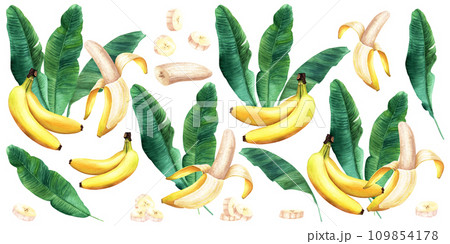 A big set of compositions of banana tree leaves and fruits. Hand drawn botanical watercolor illustration isolated on white background. For clip art cards invitation label package A big set of compositions of banana tree leaves and fruits. Hand drawn botanical watercolor illustration isolated on white background. For clip art cards invitation label package 109854178