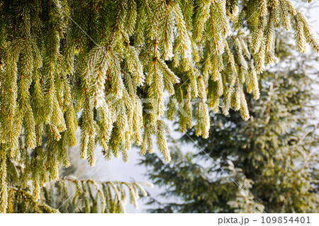 rime covered branch of a fir tree in morning light. closeup nature background in winter 109854401