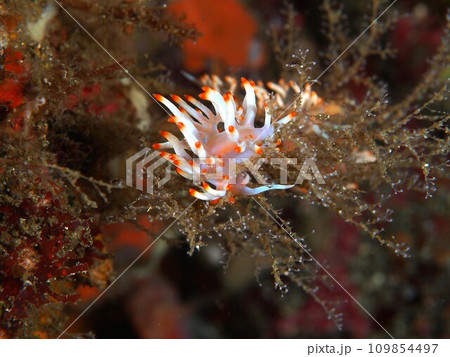 サキシマミノウミウシ　ペア 109854497