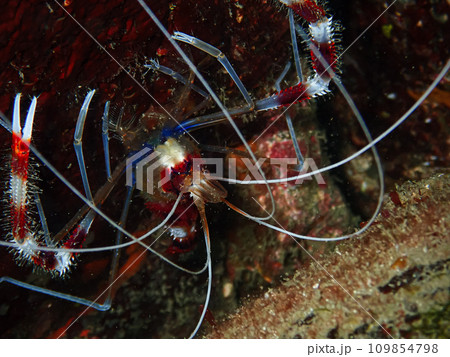 オトヒメエビ 109854798