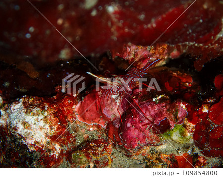 サラサエビ 109854800