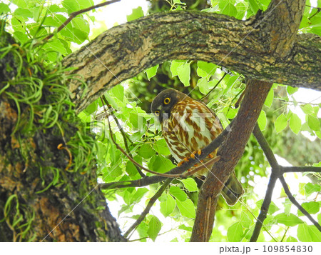 樹上にとまる渡り鳥黄色い虹彩のアオバズク一羽 109854830
