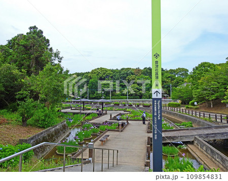 福岡県みやこ町の美しい花が咲いた豊津花菖蒲公園 109854831