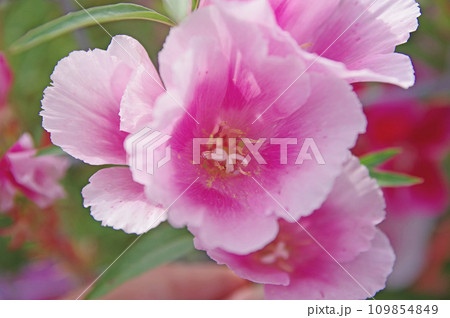 初夏に鮮やかな花を咲かせるピンク系のゴデチア 109854849