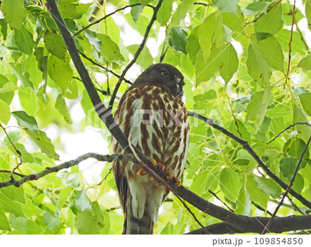 木の中にいる渡り鳥黄色い虹彩のアオバズク一羽 109854850