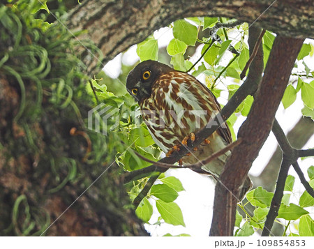 木の中にいる渡り鳥黄色い虹彩のアオバズク一羽 109854853