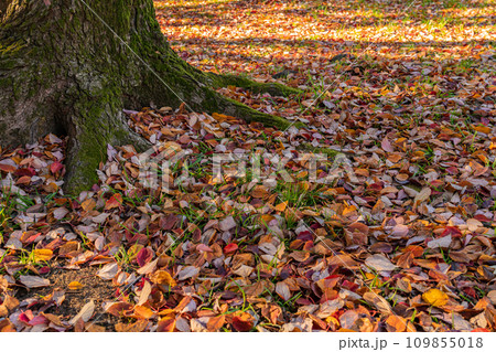 落ち葉・冬 イメージ 109855018