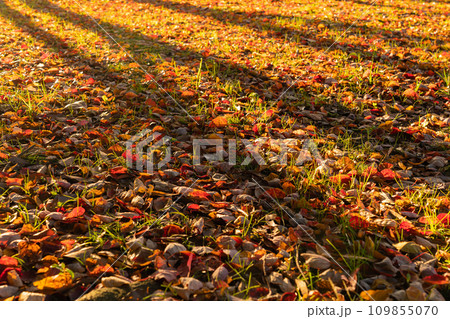 落ち葉・冬 イメージ 落ち葉・冬 イメージ 109855070