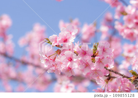 早春の桜「河津桜」 早春の桜「河津桜」 109855128