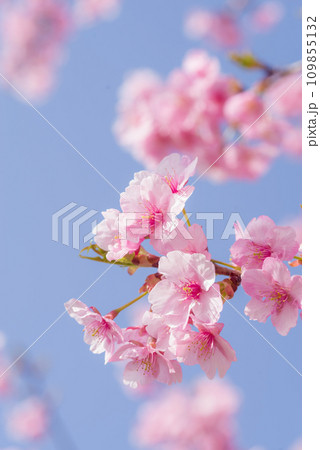 早春の桜「河津桜」 109855132