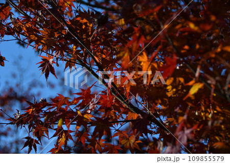 紅葉した紅葉 109855579
