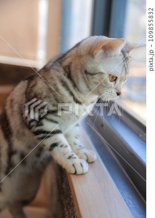 猫 猫 109855832