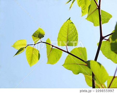 青空バックのイタドリの若葉 109855997