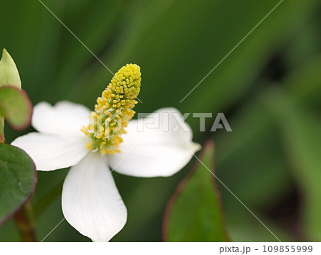 ドクダミの花のアップ ドクダミの花のアップ 109855999