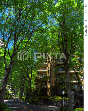 緑豊かな広尾の高級マンション 109856010