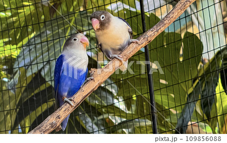 lovebirds are perched on a tree branch. This bird which is used as a symbol of true love has the scientific name Agapornis fischeri 109856088