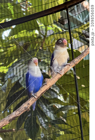 lovebirds are perched on a tree branch. This bird which is used as a symbol of true love has the scientific name Agapornis fischeri lovebirds are perched on a tree branch. This bird which is used as a symbol of true love has the scientific name Agapornis fischeri 109856089