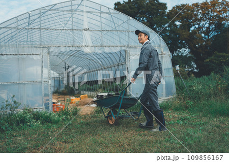 vegetable field vegetable field 109856167