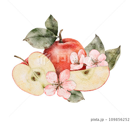 Watercolor blooming apple tree branches, green and red ripe Apples composition. Hand drawn apple slices illustration for juice pack, card, invitation, tags 109856252