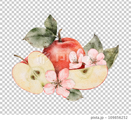 Watercolor blooming apple tree branches, green and red ripe Apples composition. Hand drawn apple slices illustration for juice pack, card, invitation, tags 109856252