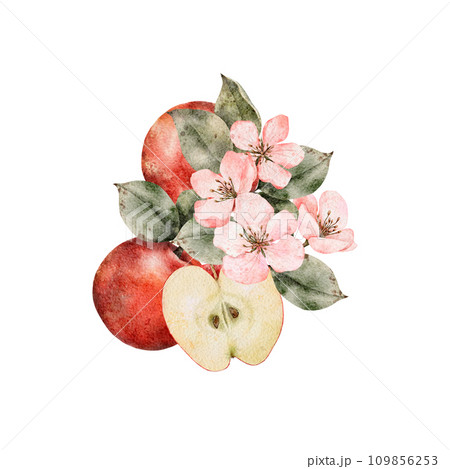 Watercolor blooming apple tree branches, green and red ripe Apples composition. Hand drawn apple slices illustration for juice pack, card, invitation, tags 109856253