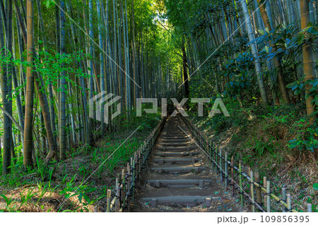 千葉県 佐倉市 サムライの古径(こみち)ひよどり坂 千葉県 佐倉市 サムライの古径(こみち)ひよどり坂 109856395