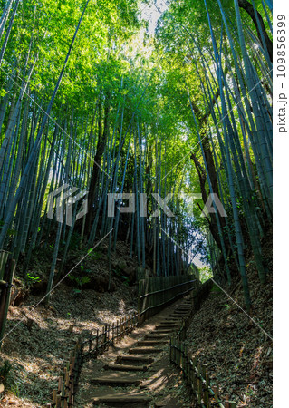 千葉県 佐倉市 サムライの古径(こみち)ひよどり坂 千葉県 佐倉市 サムライの古径(こみち)ひよどり坂 109856399