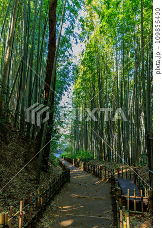 千葉県 佐倉市 サムライの古径(こみち)ひよどり坂 千葉県 佐倉市 サムライの古径(こみち)ひよどり坂 109856400