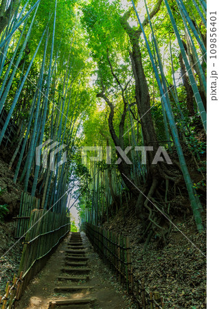 千葉県 佐倉市 サムライの古径(こみち)ひよどり坂 千葉県 佐倉市 サムライの古径(こみち)ひよどり坂 109856401