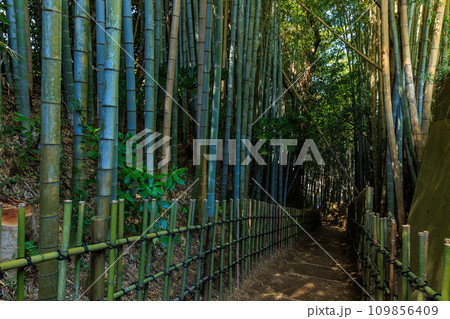 千葉県　佐倉市　サムライの古径（こみち）ひよどり坂 109856409