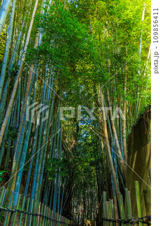 千葉県　佐倉市　サムライの古径（こみち）ひよどり坂 109856411