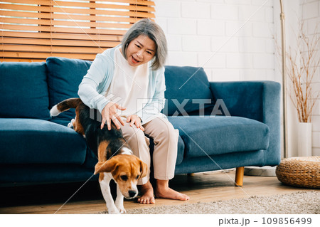 A portrait of love and joy, An elderly woman and her Beagle puppy share a heartwarming moment in their living room. Their friendship and smiles illuminate the room, creating a haven of happiness. 109856499