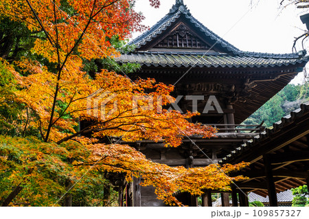 天祐寺の紅葉 【長崎県諫早市】 天祐寺の紅葉 【長崎県諫早市】 109857327