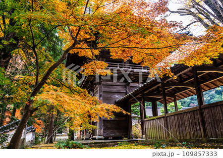 天祐寺の紅葉　【長崎県諫早市】 109857333